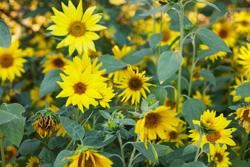 Beautiful sunflowers in sunny summer evening. Many sunflowers growing in field in sunset. Calm tranquil moment in countryside.