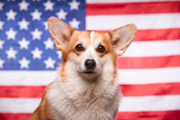 Portrait of a corgi dog in front of the American flag. Proud dog in front of the American flag on Independence Day, July 4. Concept of America. The dog is looking toward a bright future.