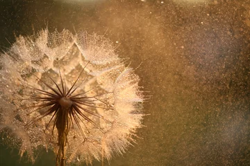  dandelion seed with golden water drops. close up/ © Haletska Olha