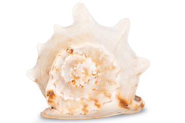 sea shell isolated on white