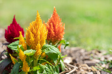 red, orange and yellow flower