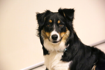 Basil the tri coloured Border Collie