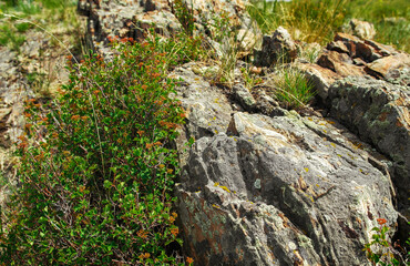 Stones. Rock background. Large stones and grass. Bush. Abstract natural background. Nature. Stone texture
