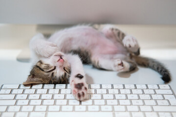 Kitten cat sleeping in computer table