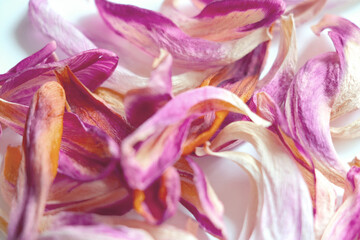 Fototapeta na wymiar Fallen flower petals, Background flowers. Tulip texture.