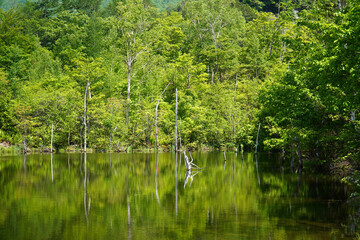 初夏のまいめの池