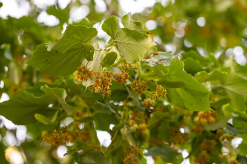 Linden flower. Blooming linden flowers on the branch close-up. Ripe raw linden