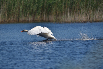 the swan slides across the surface of the lake, lands