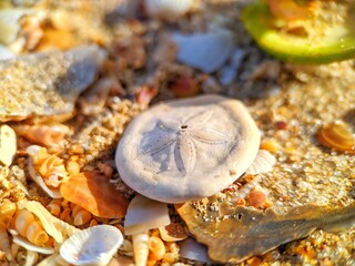 Sand dollar on the beach