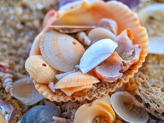 seashells on the sand