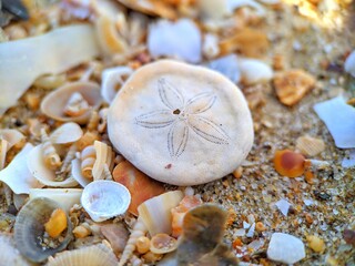 seashell sand dollar on the beach