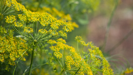 Fresh dill flowers in the garden, fragrant dill seeds close-up.