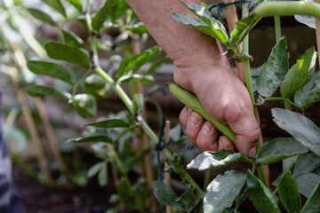 hand picking broad beans 