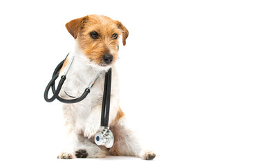 dog doctor veterinarian and stethoscope