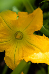 courgette flower on green background