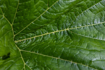 close up of leaf