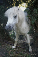 Naklejka na ściany i meble Crazy and white pony shakes itself. Cute pony among the branches scratches his back.