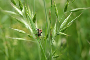 Beautiful insect looks towards the photographer. Insect life and macro photography. Respect for nature and wonder of the animal world.