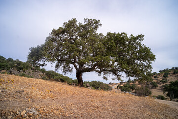 Beautiful landscape of trees growing between the huge granite rocks.