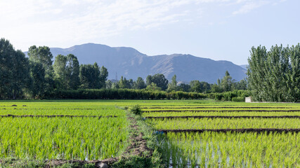 Fototapeta na wymiar Growing rice in fields in Pakistan