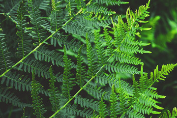 Green fern leaves pattern, beautiful greenery background and wallpaper. Natural texture of fresh tropical foliage. Herbal backdrop for design. Nature forest landscape.