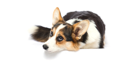 sad corgi dog lies on a white background