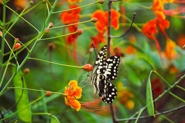 butterfly on flower