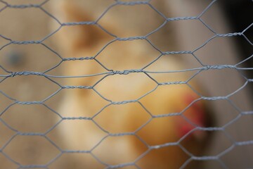 Closeup of chicken wire