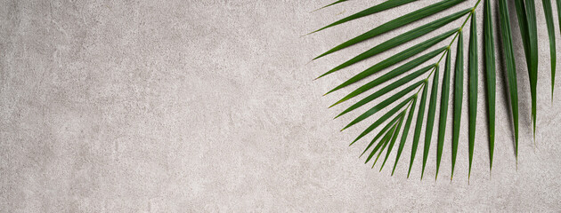 Tropical palm leaves isolated on dark gray background.