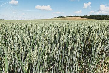 Champs de l'Yonne II