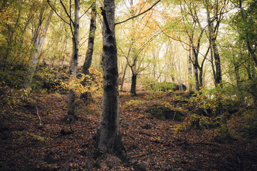 Obraz premium woods landscape with colorful foliage in autumn