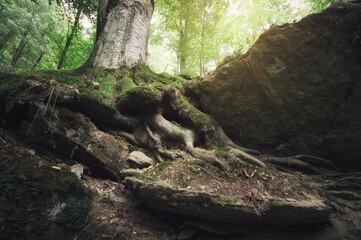 old tree roots on rocks, forest landscape