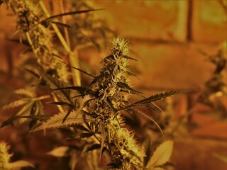 sprig of marijuana on a blurred background of a bush growing indoors with yellow artificial light,...