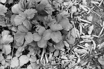 Strawberry fields in black and white 