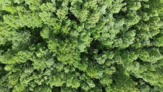 Mixed forest top down view. woodland background. Drone flies over treetops conifers, cloudy day in natural park. Green moss, grass and plants. Zoom out and spin above colorful texture in nature 