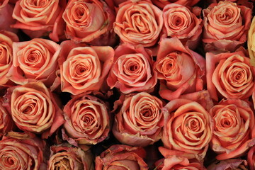 Peach colored roses