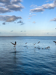 Flock of seagull birds flying over the sea