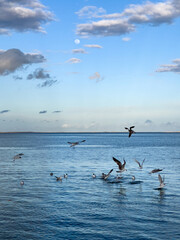 Fototapeta na wymiar Flock of seagull birds flying over the sea