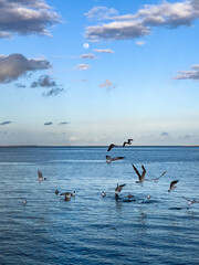 Flock of seagull birds flying over the sea