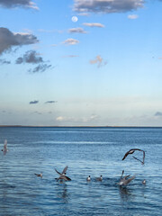 Fototapeta na wymiar Flock of seagull birds flying over the sea