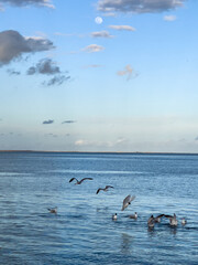 Flock of seagull birds flying over the sea