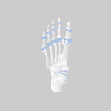 bone of the foot anatomy, internal organs body part orthopedic health care, vector illustration cartoon flat character design clip art