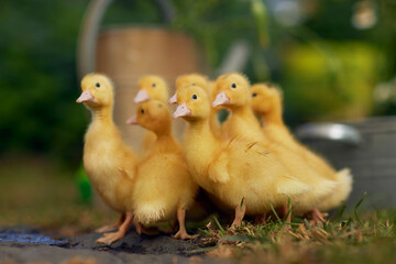 little free range ducklings on green grass in the sun, duck farm