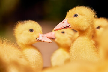 little free range ducklings on green grass in the sun, duck farm