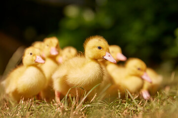little free range ducklings on green grass in the sun, duck farm