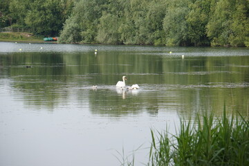 Naklejka na ściany i meble Swans at Milton Country Park, Cambridge, June 2022