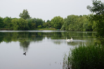 Fototapeta na wymiar Swans at Milton Country Park, Cambridge, June 2022