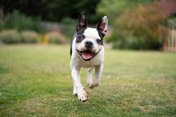Boston Terrier dog running in a garden towards the camera at eye level. Shallow focus on her eyes. She looks very happy. 