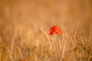 One poppy in a wheat field at sunset