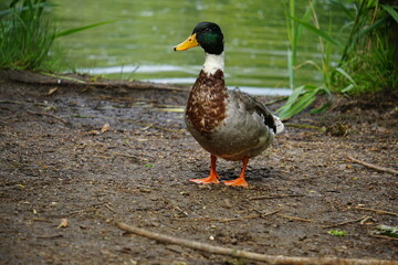 Male duck, Milton country park, Cambridge